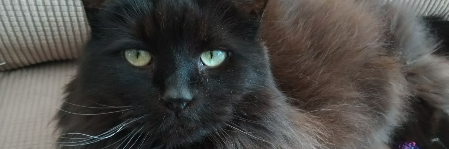 FarlaneTeri's profile banner image