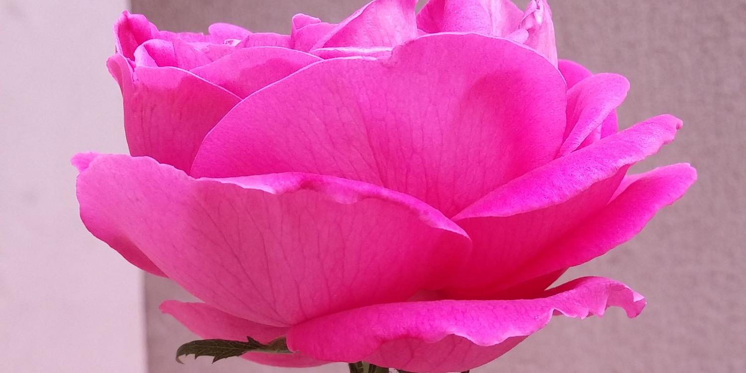 noor_warda's profile banner image