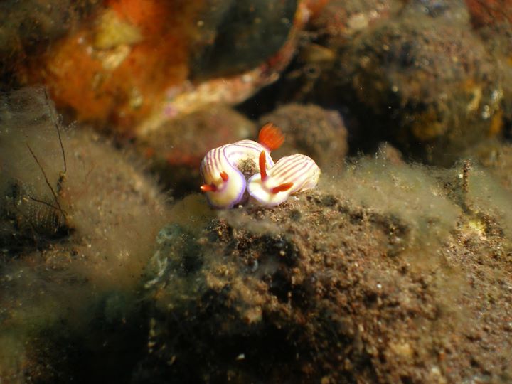 👘ひろ/橘紅屋🪡 banner