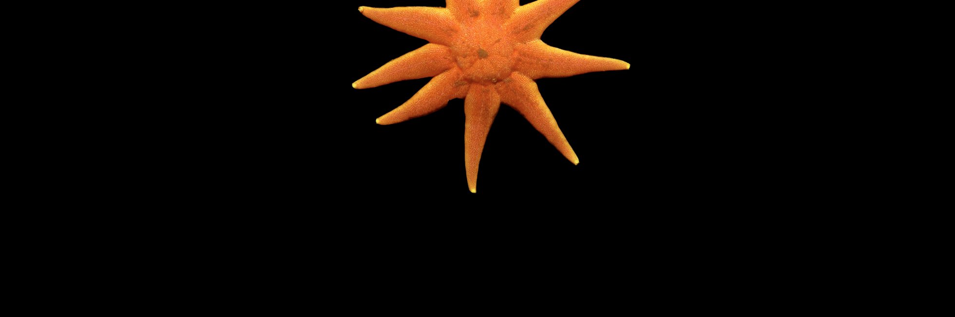 sunstarlit's profile banner image