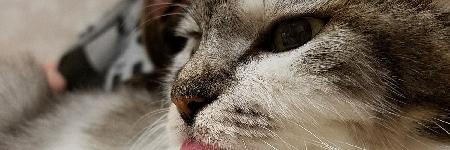 TodNao's profile banner image