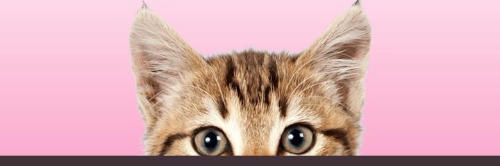 helpindiee's profile banner image