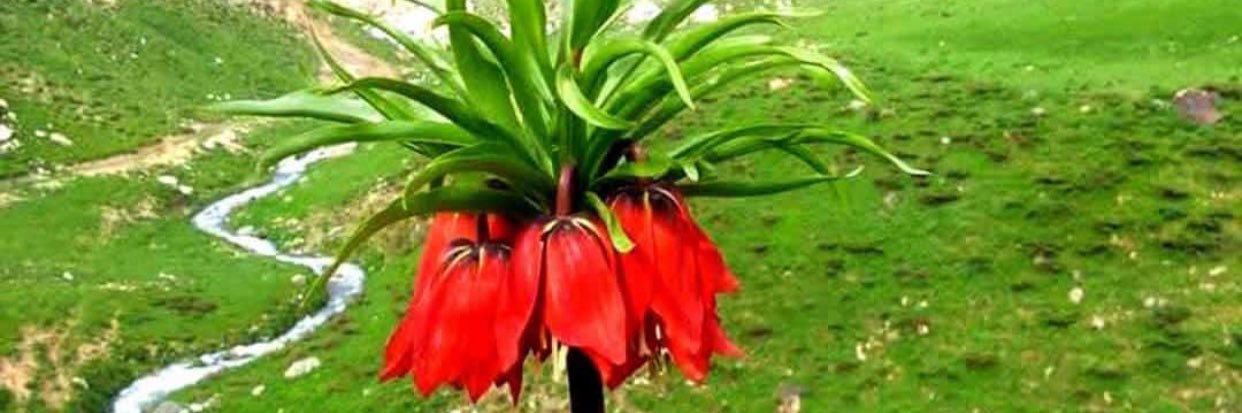 Azad Çiftçi banner