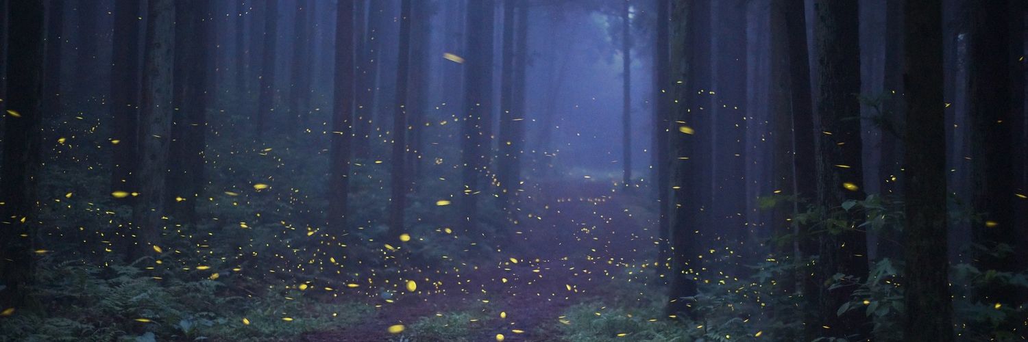 🐥 차이티🕯 _ SH.L 🕯🕯 banner