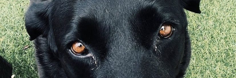luupachee's profile banner image