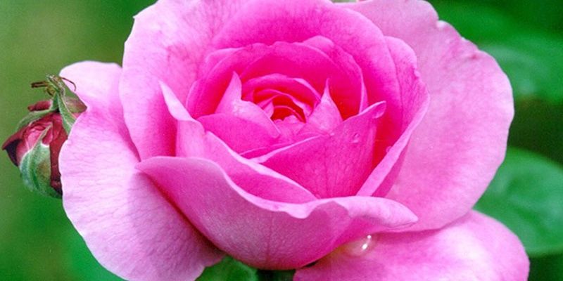 jhamanish77's profile banner image