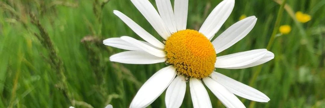nelly_molus's profile banner image