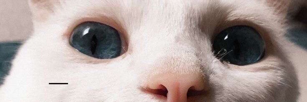 jaaaushy's profile banner image