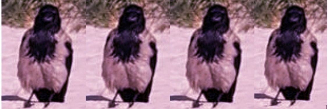 rozaavarna's profile banner image