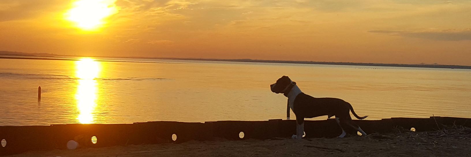 BigElk_'s profile banner image
