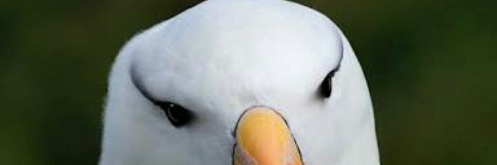 BulentCortuk's profile banner image