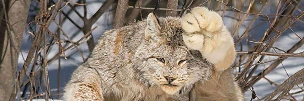 Faster Than Right 💸 banner