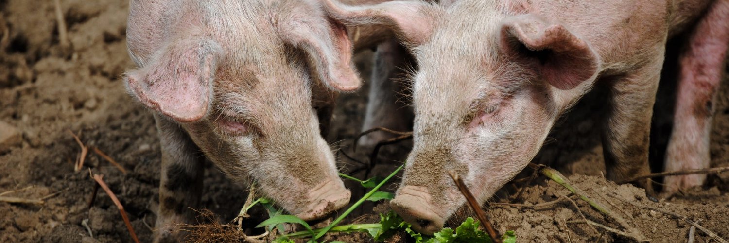 Animal Rights BE banner