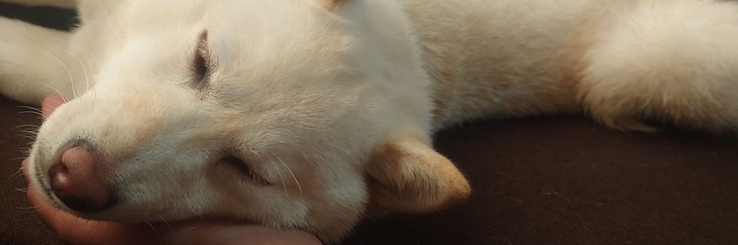 cosomecocoro's profile banner image