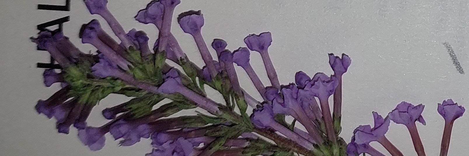 simeranyaLl's profile banner image