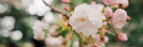 CNX_Hummingbird's profile banner image