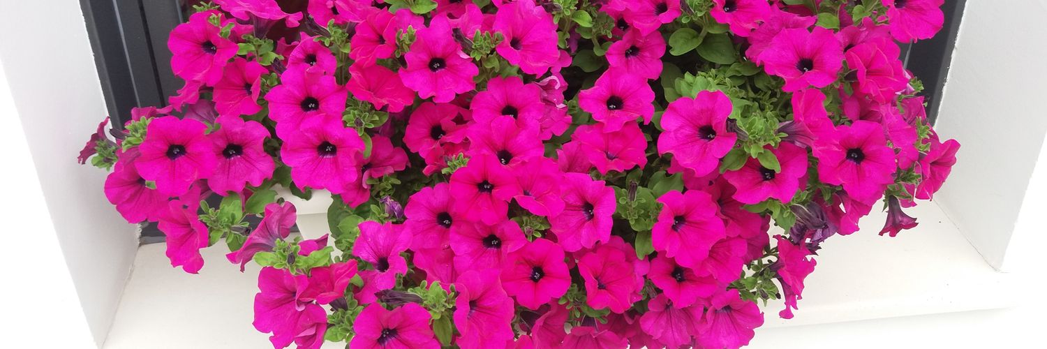 namaca_42's profile banner image
