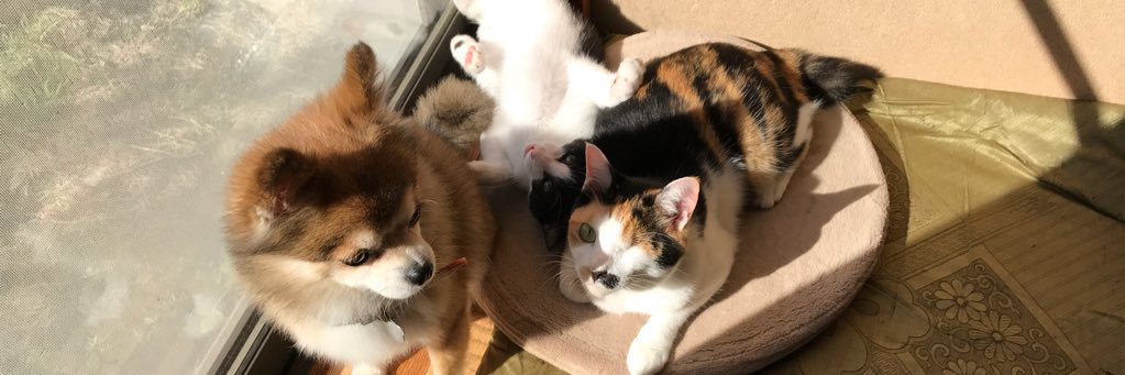 chocomomo2's profile banner image