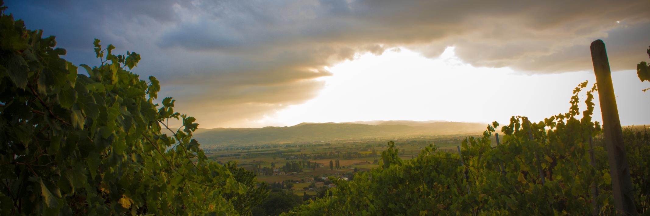 tilivini's profile banner image