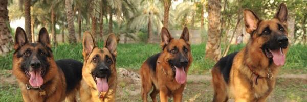 JebelK9's profile banner image
