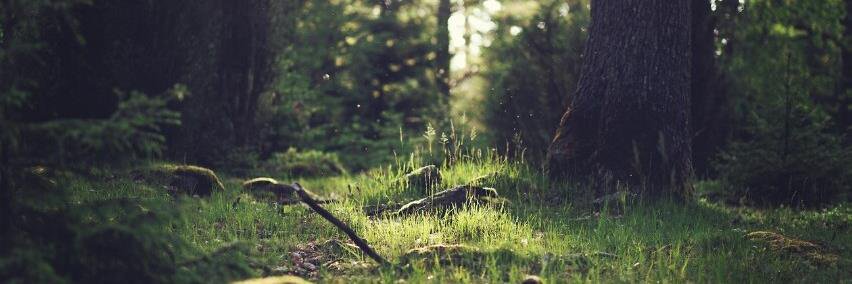 Hyper__Blossom's profile banner image