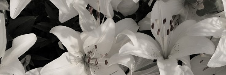 Embun, Prameswari. banner