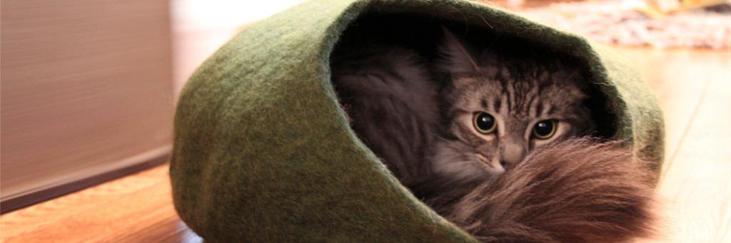 walkingpalmpet's profile banner image