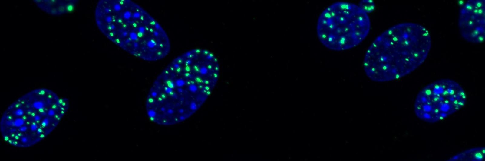 Almudena Serrano-Benítez banner