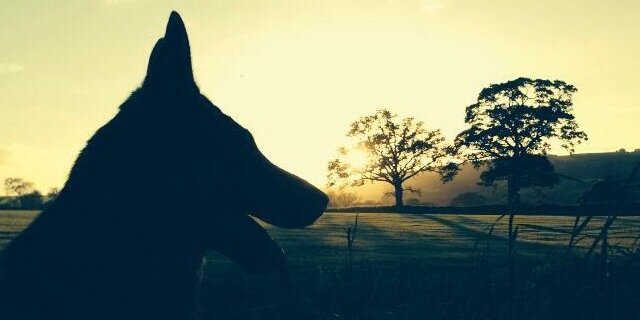 DenisMcCoy1's profile banner image