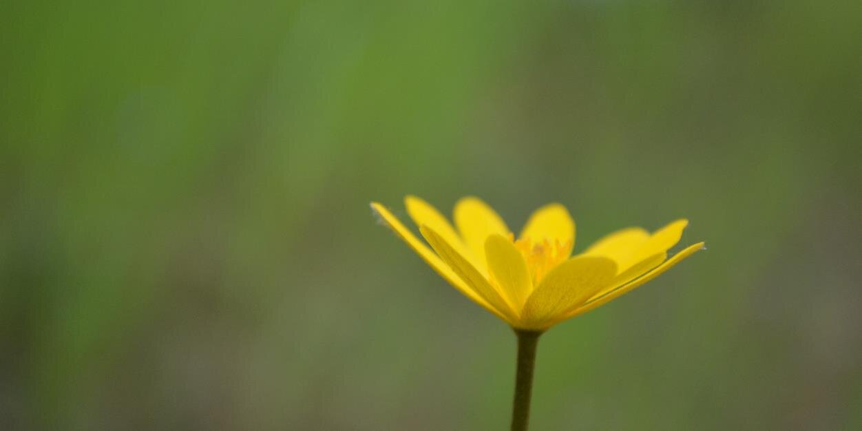 carmenalbasiles's profile banner image