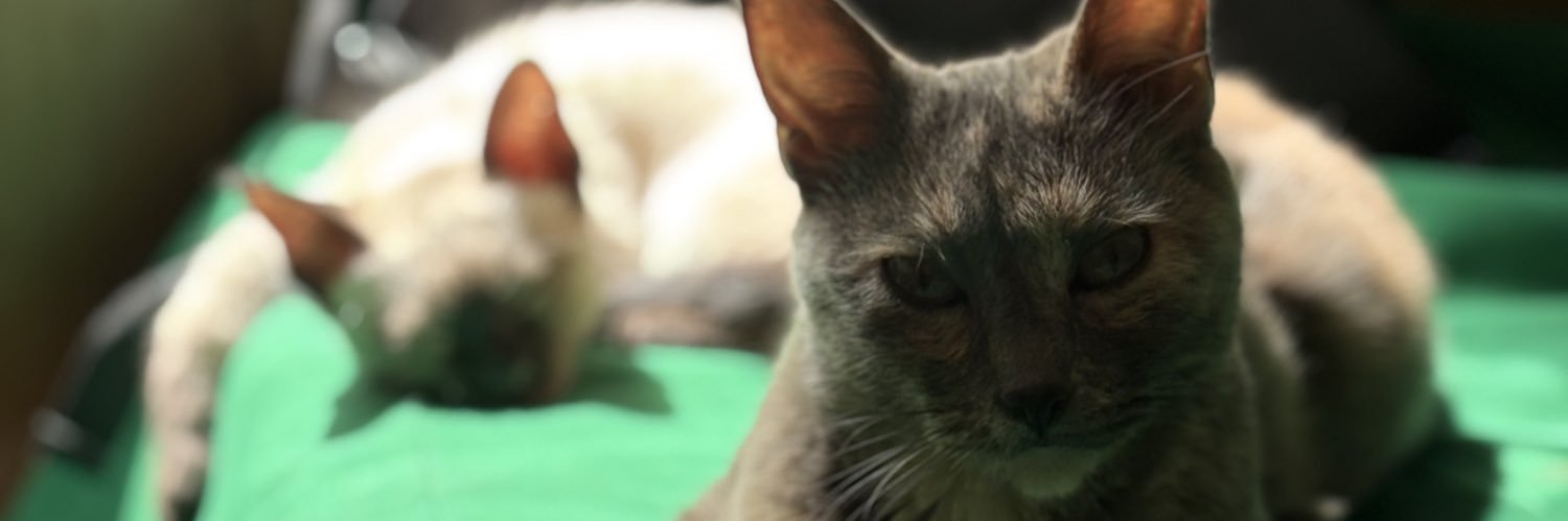 leancabreraok's profile banner image