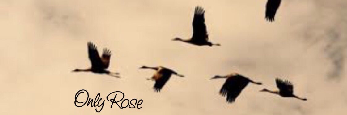 ‏𝐎𝐧𝐥𝐲 𝐑𝐎s𝐞 シ🦋 banner