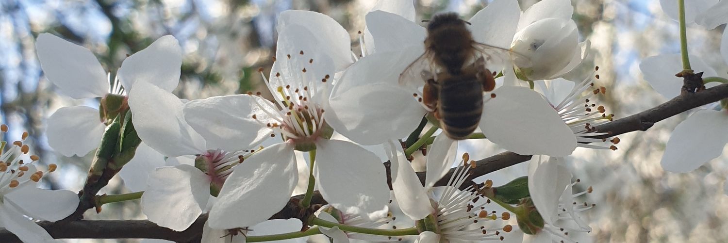 fliederfarbe's profile banner image
