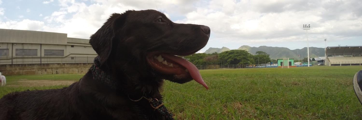 luisgleon's profile banner image