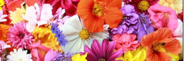 stacy_pruden's profile banner image