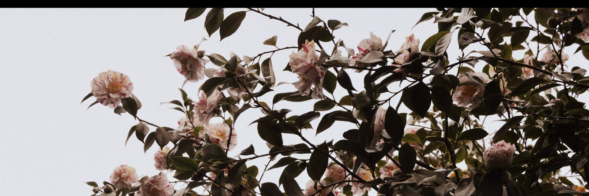 atomikpynk's profile banner image