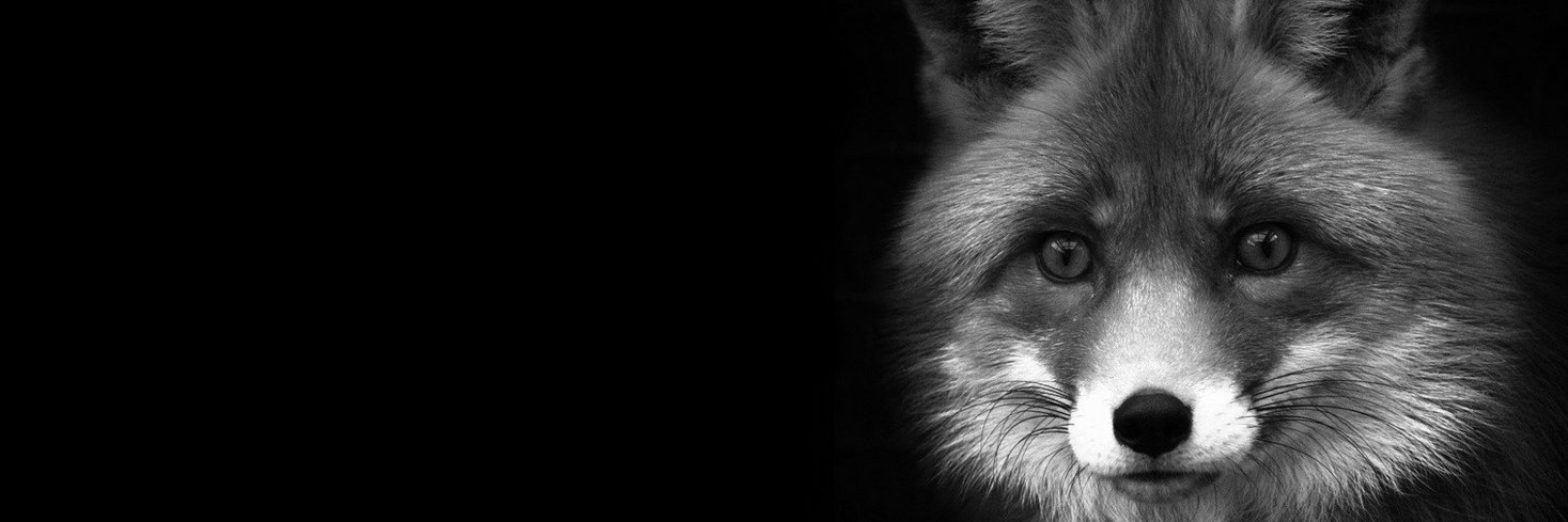 outfoxmkt's profile banner image
