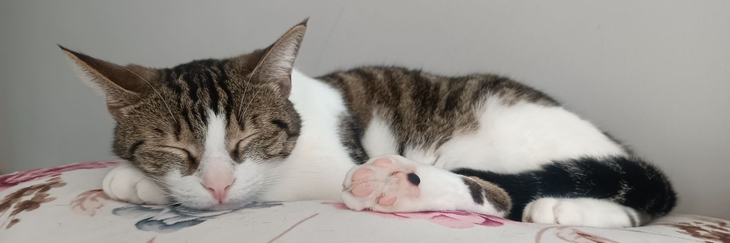 kittyyumos's profile banner image