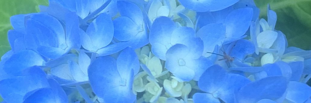 Danielle Sweder banner