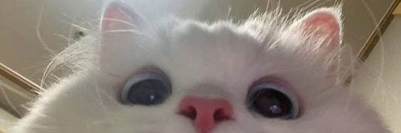 P*rra de cv mlq tu mora em apartamento carlho's banner
