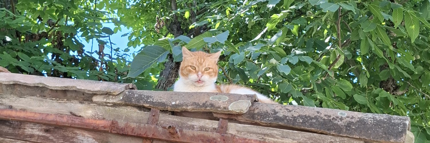 hiloscz's profile banner image