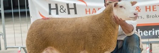 berrichonsheep's profile banner image