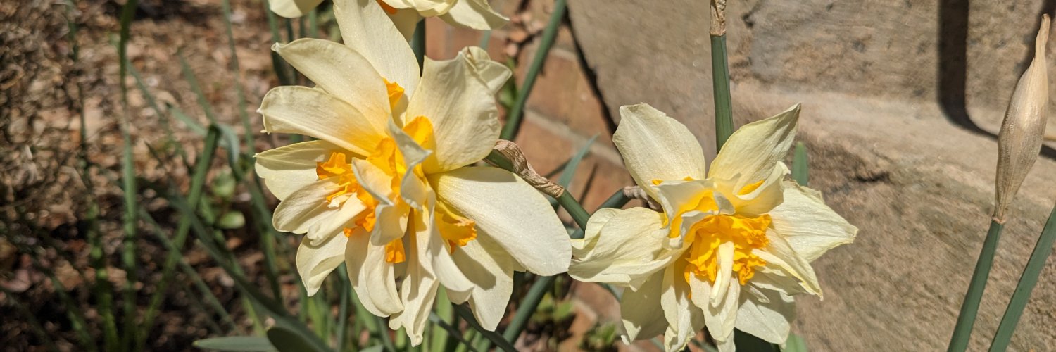 Sophia Moestrup banner