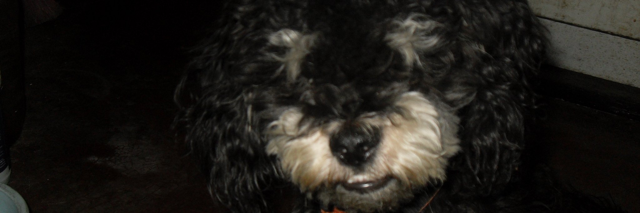tomasfeo's profile banner image
