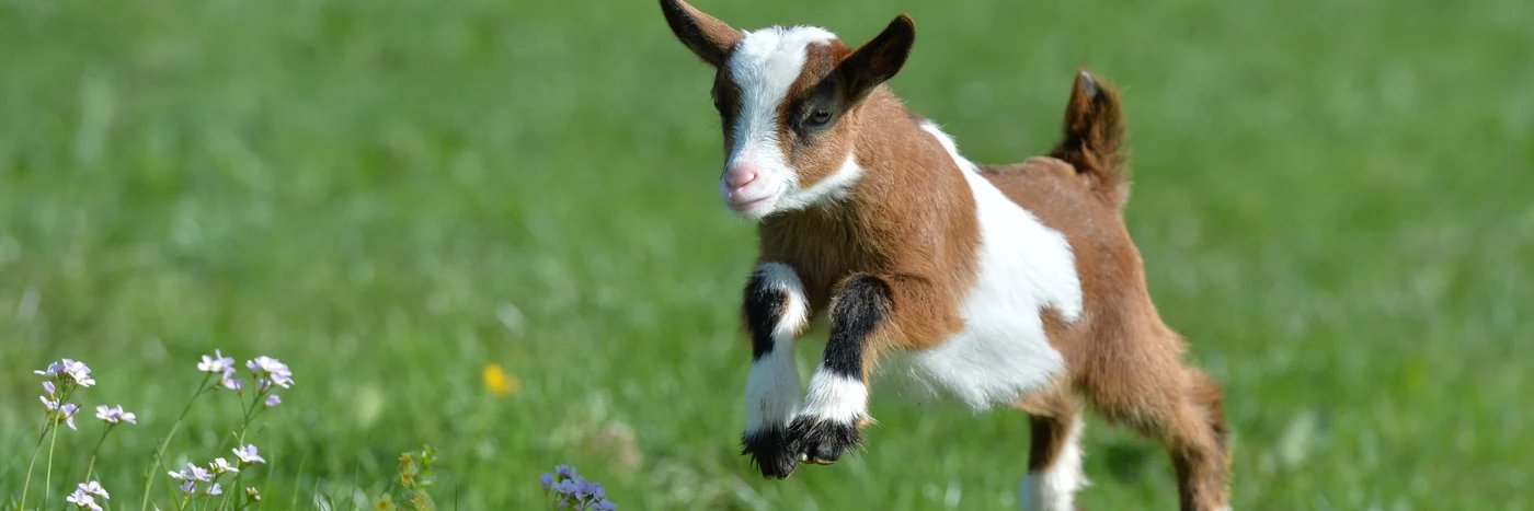 HeheStreams.com was a streaming website banner