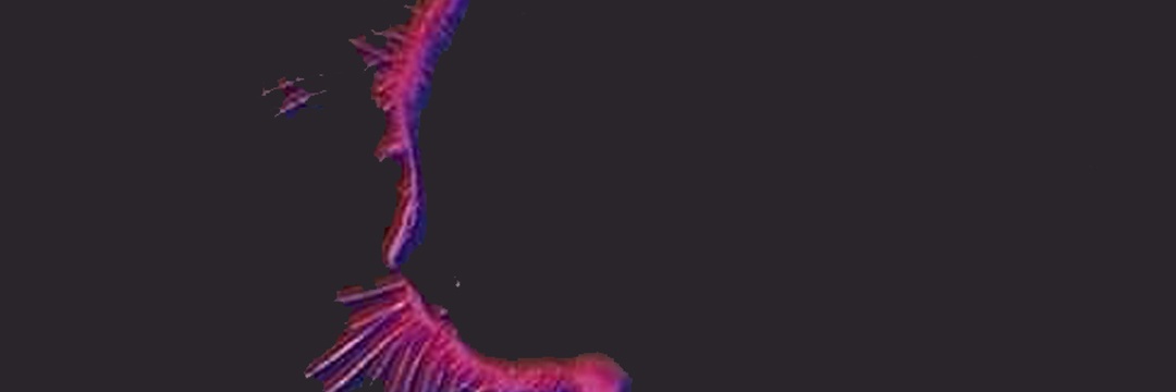 cadejochele's profile banner image