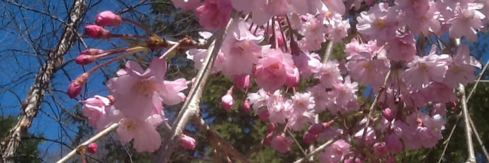 GuaMat_62's profile banner image