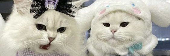 funnycathot's profile banner image