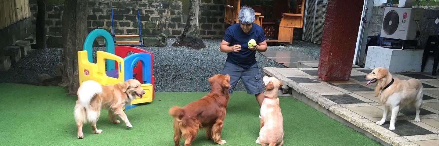 DogCoachFrancis's profile banner image