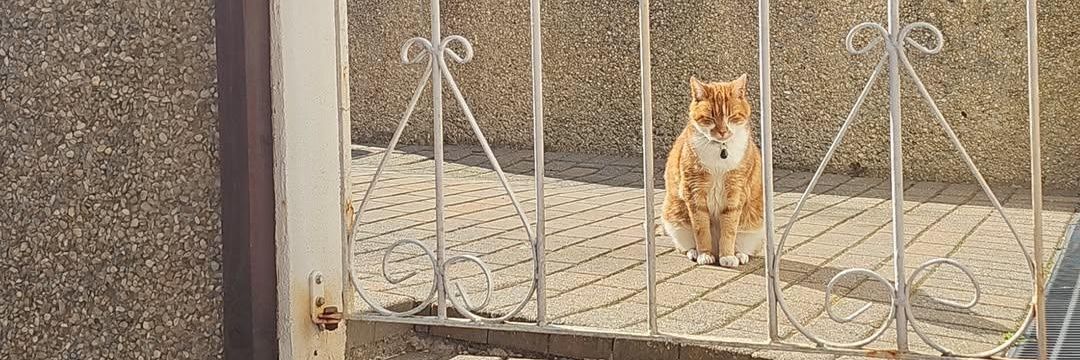 🌻 Stephanie 🌻 banner